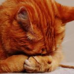 การรักษาโรคหอบหืดอาจช่วยได้จากแมว
