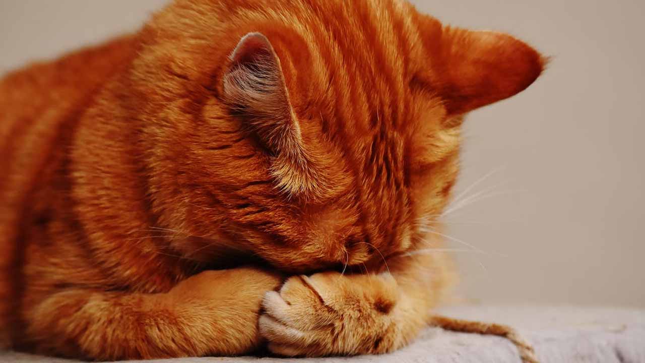 การรักษาโรคหอบหืดอาจช่วยได้จากแมว