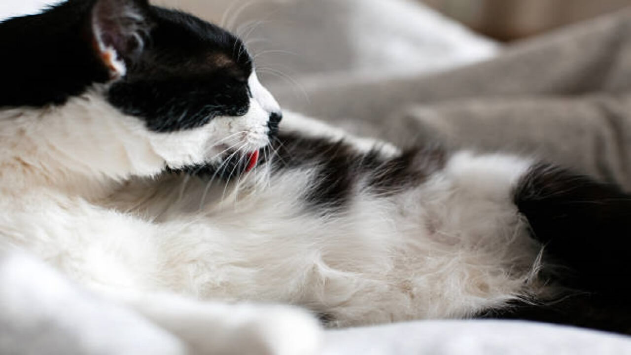 ปัญหาก้อนขน ในทางเดินอาหารแมวมีวิธีป้องกันอย่างไร